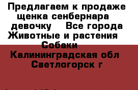 Предлагаем к продаже щенка сенбернара - девочку. - Все города Животные и растения » Собаки   . Калининградская обл.,Светлогорск г.